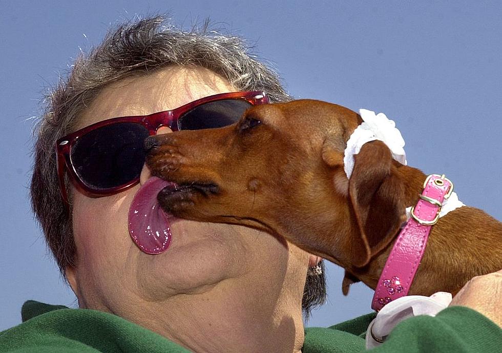 Letting Your Dog Lick Your Face Can Make You And Your Dog Sick