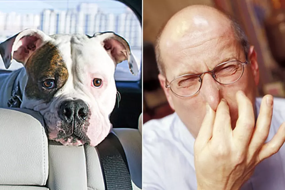 Wet Dog Voted Worst Car Smell in Most Important Poll Ever