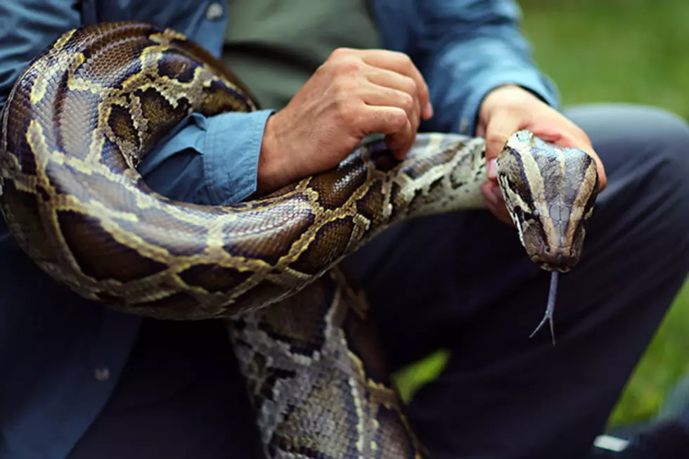 Ouch! Snake Bites Man’s Penis While He Sits on Toilet