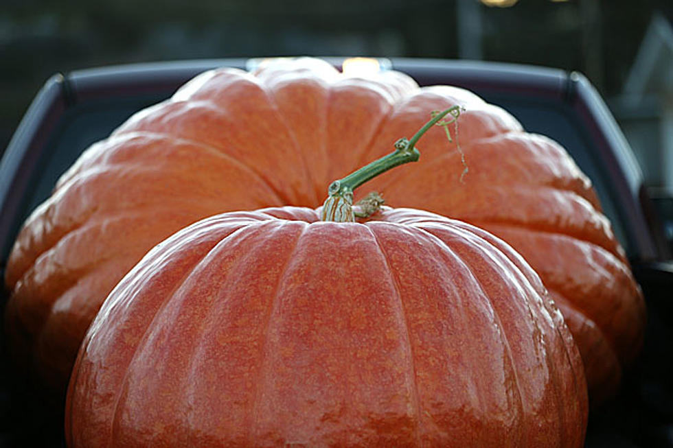Thief Who Stole 100-Pound Pumpkin From 9-Year-Old Returns It With Humble Letter of Apology