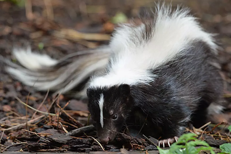 New Jersey Police Officer Saves Skunk [VIDEO]