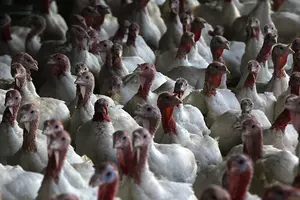 Bird Flu Confirmed at Wisconsin Turkey Farm