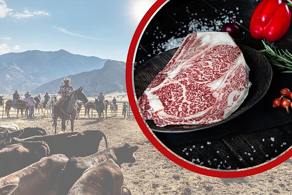 WIN Montana-Grown Wagyu Beef Bundle