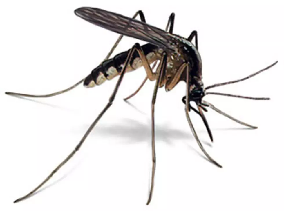 Laramie Mosquito Control Reports Increasing Number