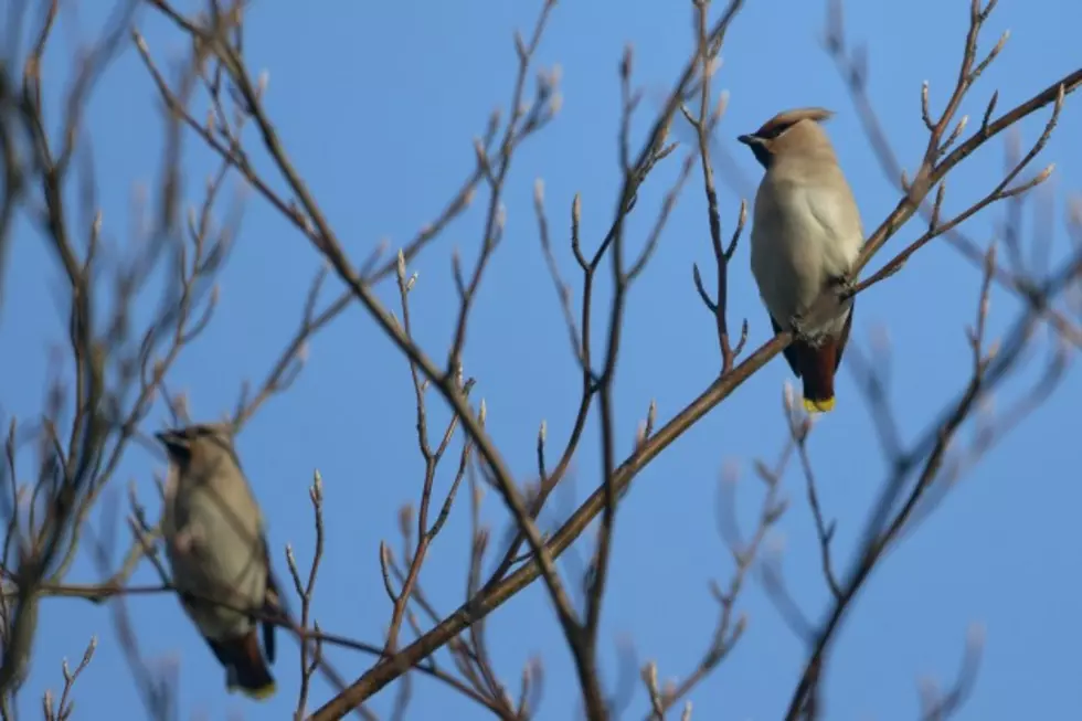 Biodiversity Movie Series Presents ‘Winged Migration’