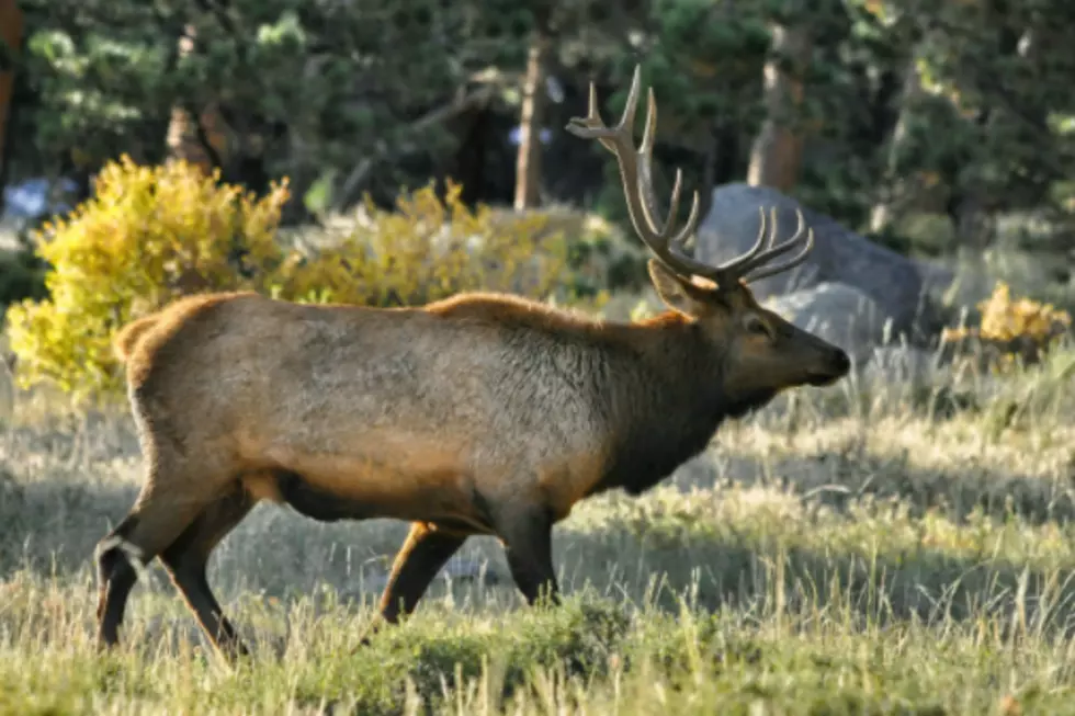 Yellowstone Elk Migration Project Discussed At UW Thursday