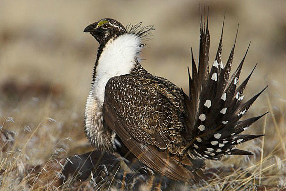 Sage-Grouse Working Group Meeting on June 28
