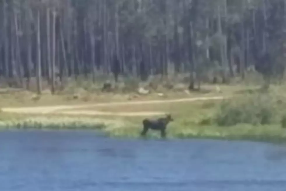 Moose Near Fire Line [VIDEO]