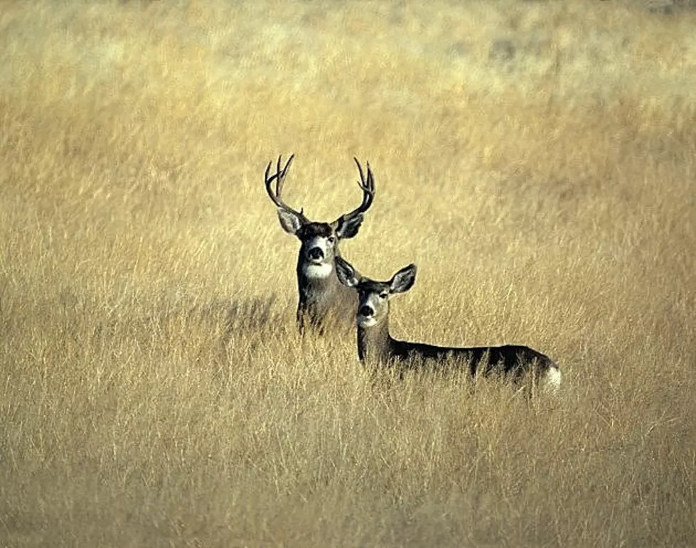 CWD Working Group Hopes to Find Solutions Before It’s Too Late