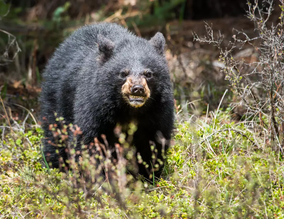 Bear Closes Snowy Range Camping Area