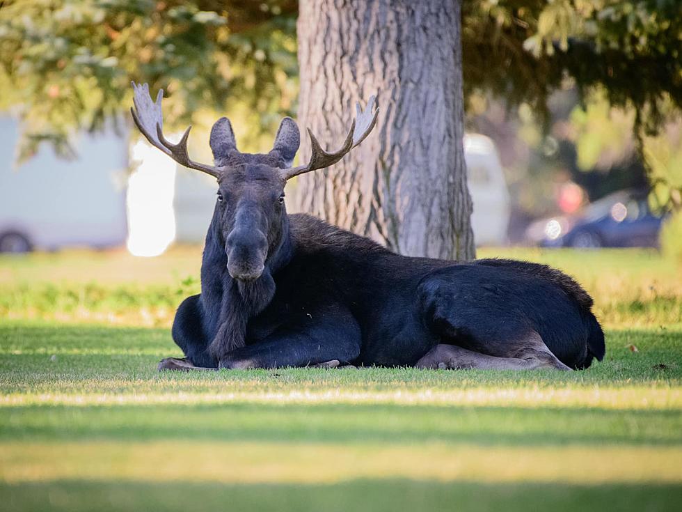 LOOK: Moose on the Loose in Laramie
