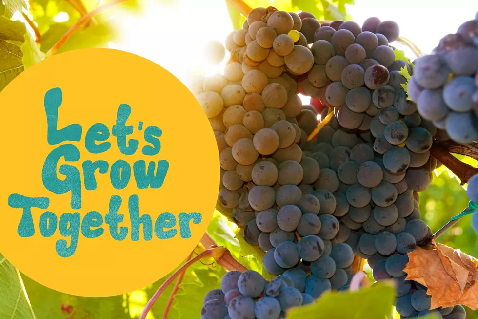 UW Extension Leads Grape-Growing Symposium in Lander Sept. 17