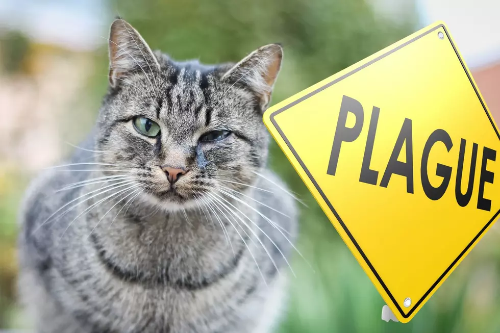 Plague Confirmed in Albany County Cat