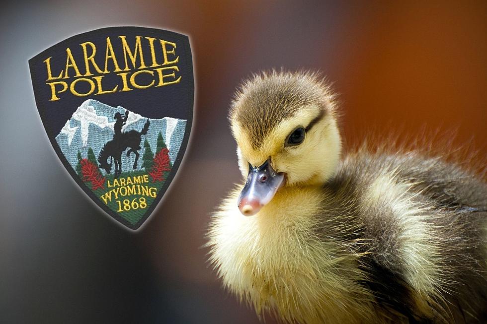 Laramie’s (Unofficial) Duckling Task Force Saves the Day Again!
