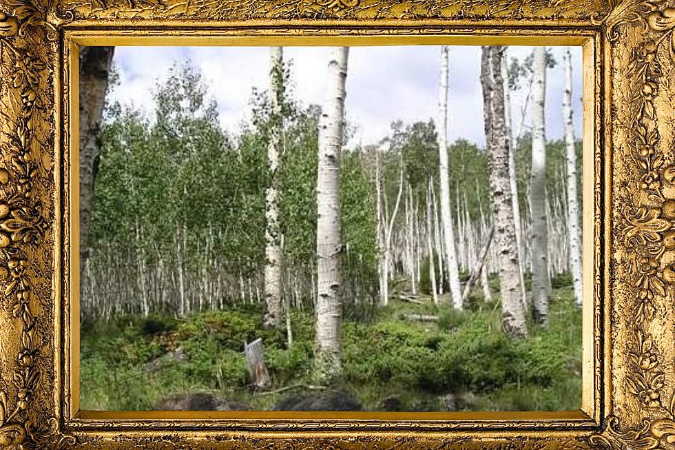 Wyoming’s Aspens Are One Big Genetically Identical Family