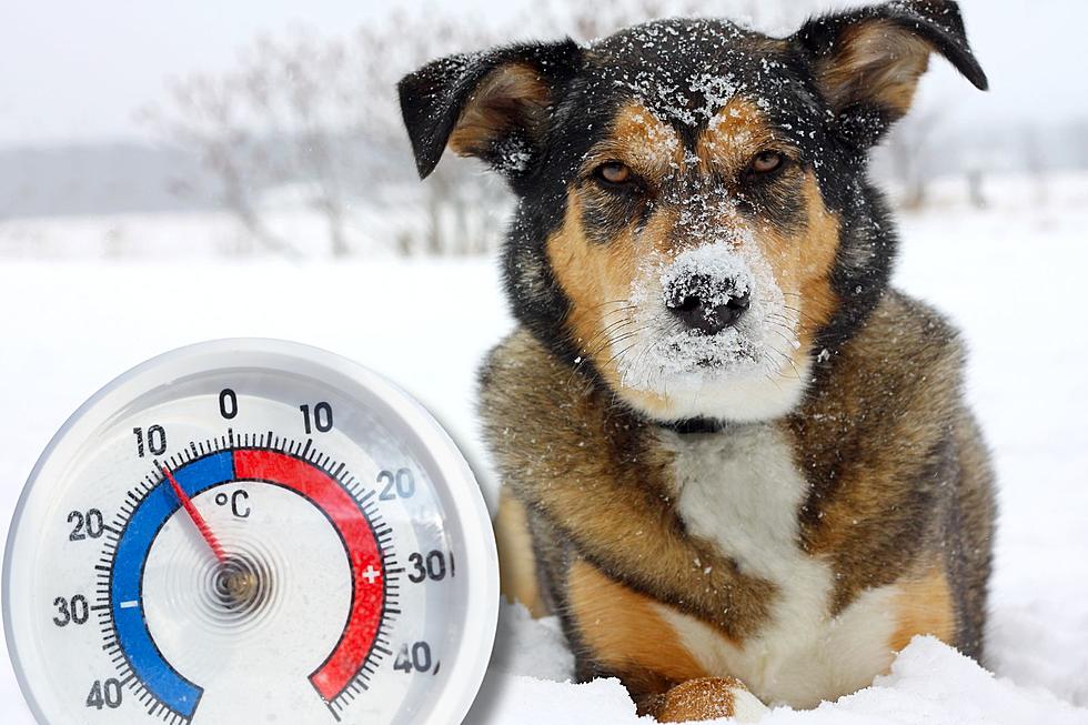 How to Keep Your Pets Safe in Wyoming’s Sub-Zero Temperatures