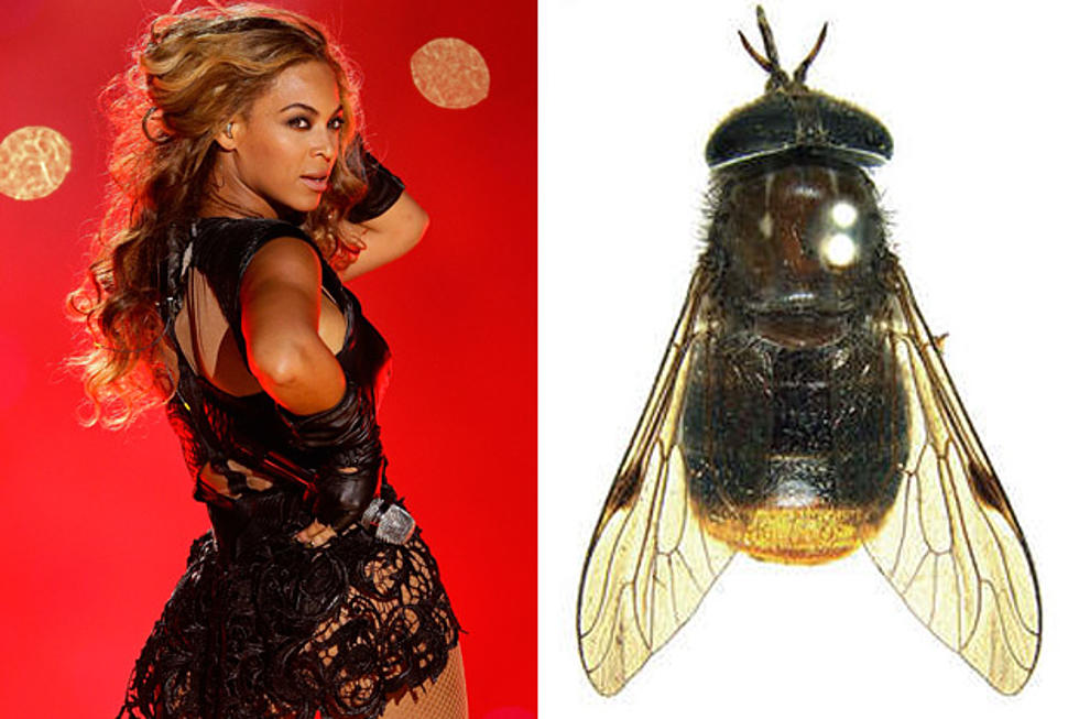 Beyonce Horse Fly &#8211; Things Named After Famous People