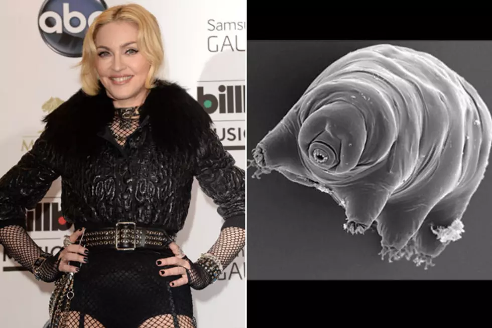 Madonna Water Bear &#8211; Things Named After Famous People