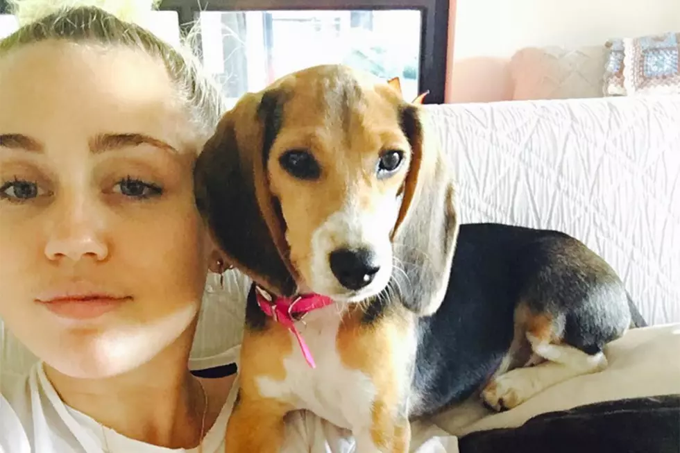 Miley Cyrus Welcomes Adorable Beagle to the Family