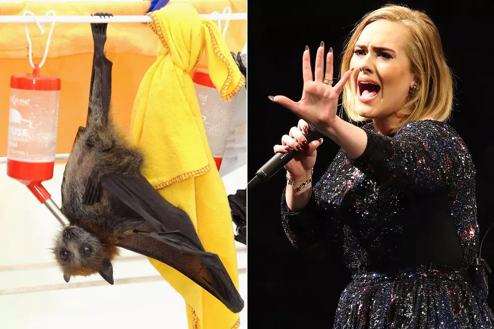 Adele Aggressively Warns Concertgoers About Rogue Bat in Audience