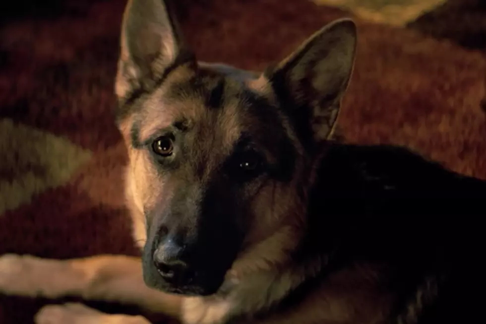 Activists Call for 'Dog's Purpose' Boycott In Light of Alleged Abuse Video 