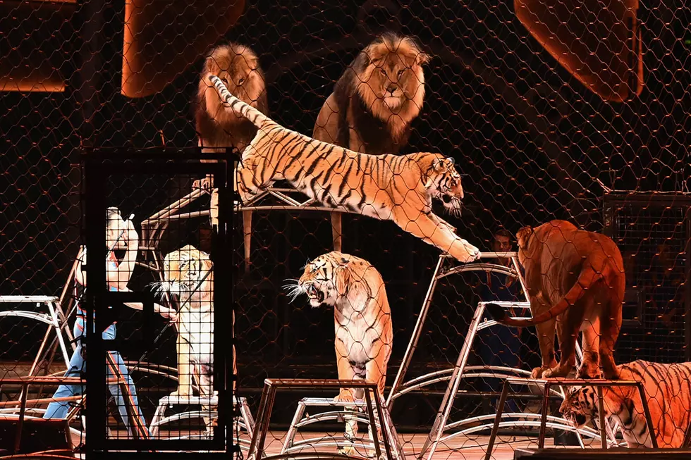Ringling Brothers Circus Performs Final Show After 146 Years, PETA Claims Victory