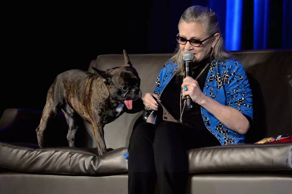 Carrie Fisher's Dog Gary Attends Opening Night of 'The Last Jedi'