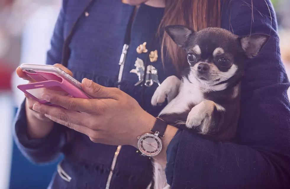40 Percent of Americans Would Give Up Their Dog Over Their Phone