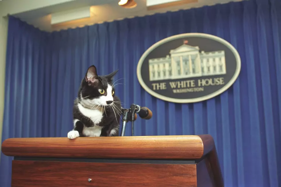 President Biden’s Dogs Champ and Major Are Officially White House Residents, But When Are We Getting That Cat?