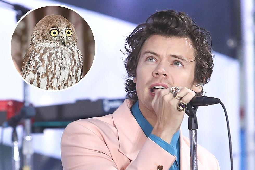 Salma Hayek’s Pet Owl Coughed Up a Hairball on Harry Styles’ Head