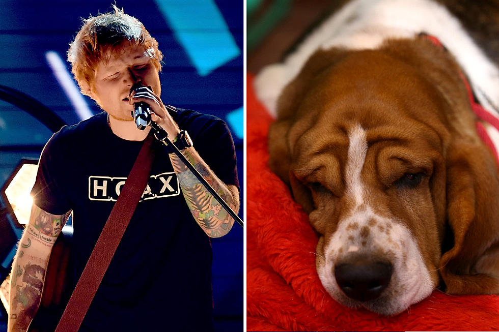 Ed Sheeran’s Music Might Put Your Dog to Sleep