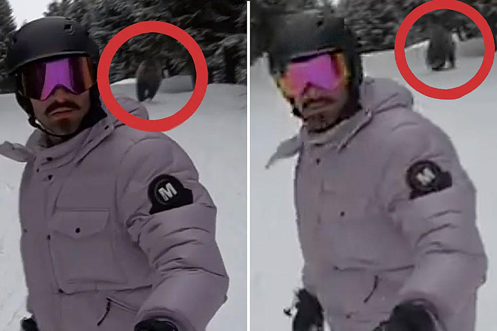 Snowboarder Had No Idea He Was Being Chased by Bear Until He Saw His Own Video: WATCH