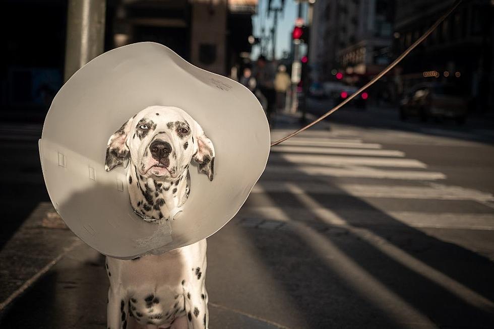 Man Wears Cone To Make Dog Feel ‘Less Lonely’ After Surgery (VIDEO)