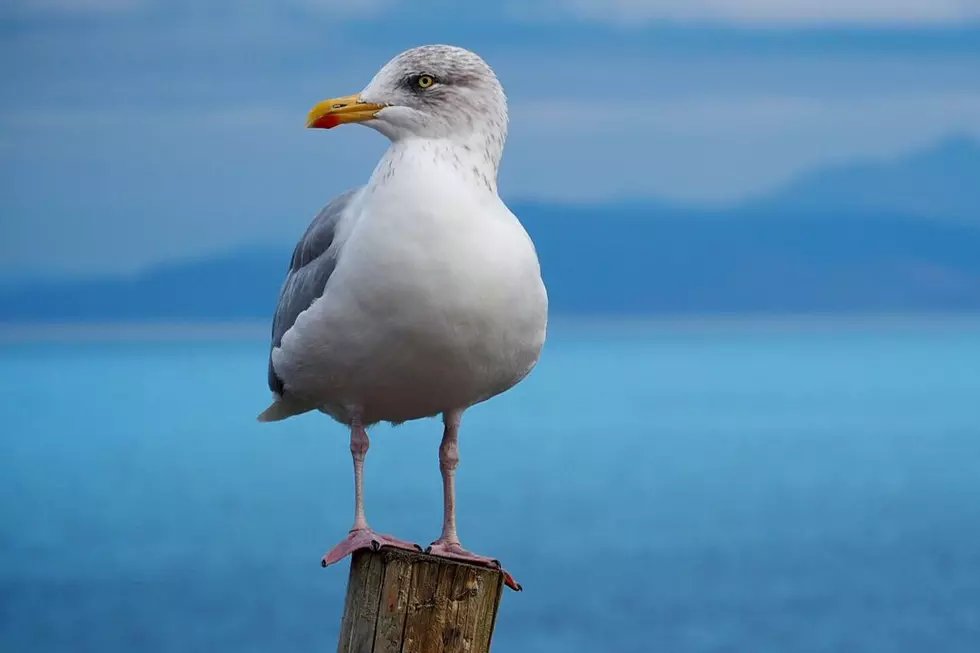 ‘UFO Expert’ Warns of Extraterrestrial Spy Seagulls