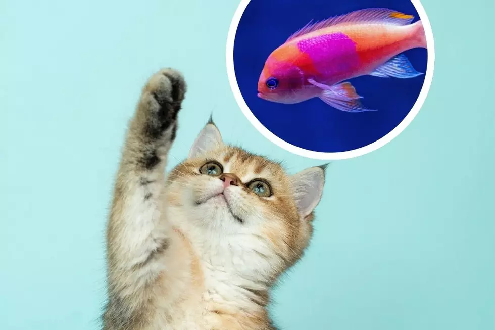 What Is ‘Kittenfishing’? Meet the New Way to Catfish on Dating Apps