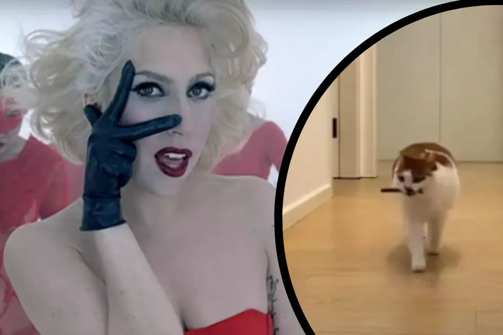 WATCH: This Cat on TikTok Sounds Just Like Lady Gaga
