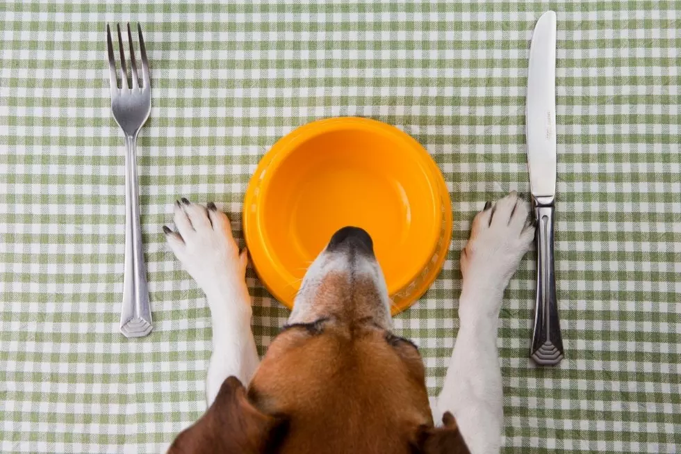 Woman Storms Off After Man Cooks Better Meal for His Dogs During Date