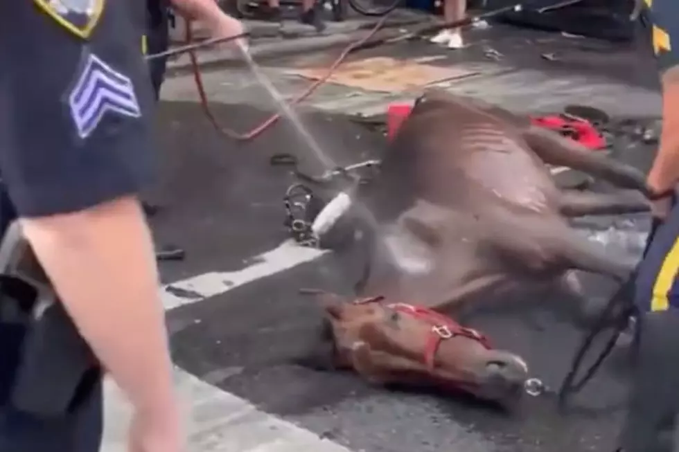 New York City Carriage Horse Collapses as Driver Screams and Whips It