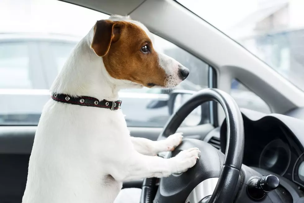 Reckless Driver in Walmart Parking Lot Identified as Dog