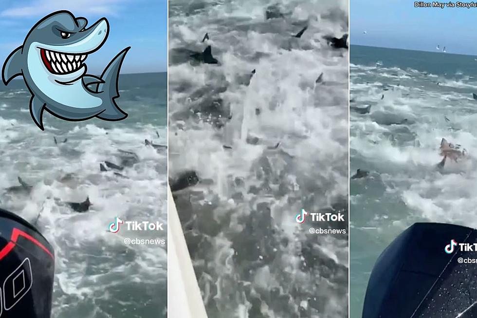 WATCH: Fishing Boat Caught in Frightening Shark Feeding Frenzy 
