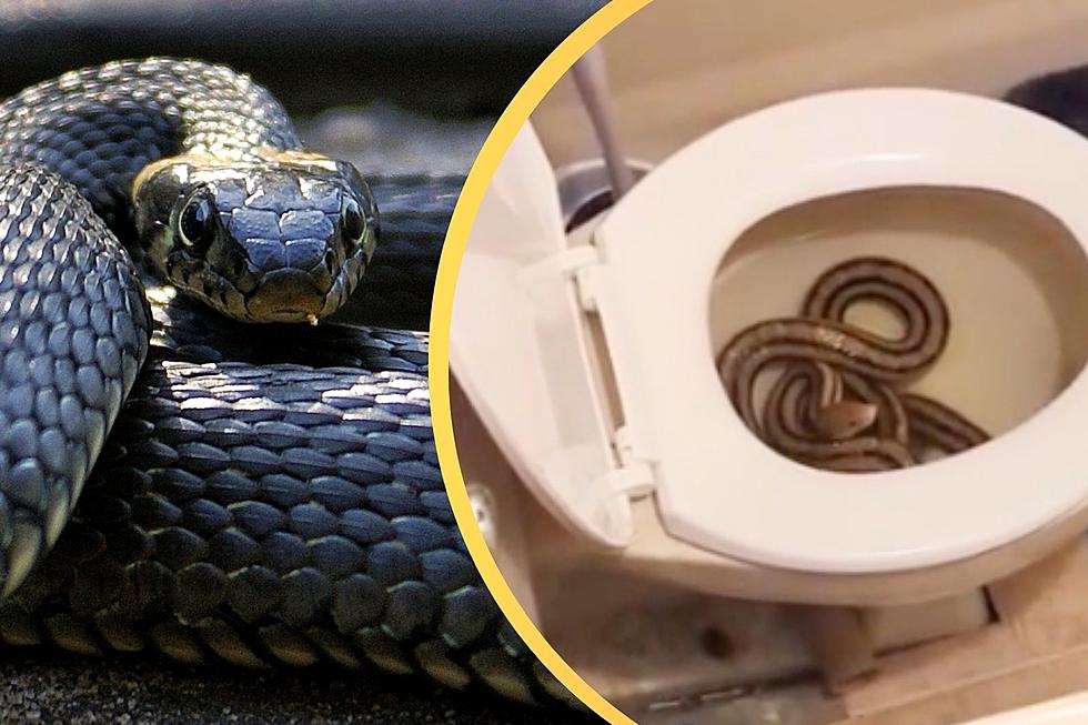 Snake In Woman's Toilet Will Have You Looking Before You Sit