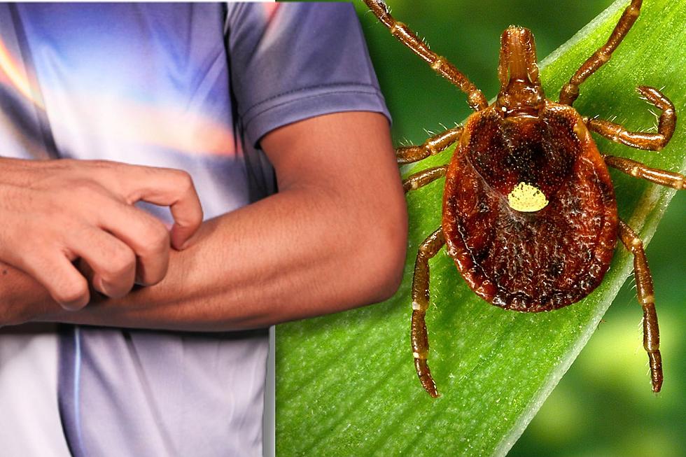 Report: Lone Star Tick Spreading Red Meat Allergy Across U.S.