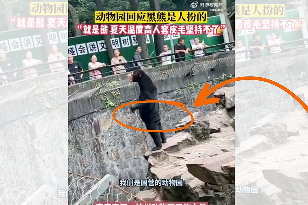 China Zoo Denies Its Bears Are Human; Attendance Skyrockets