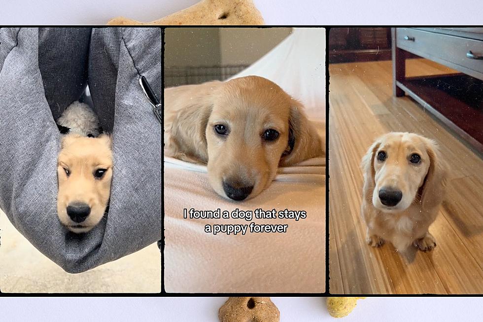 TikTok: This Adorable Dog Breed 'Stays a Puppy Forever'