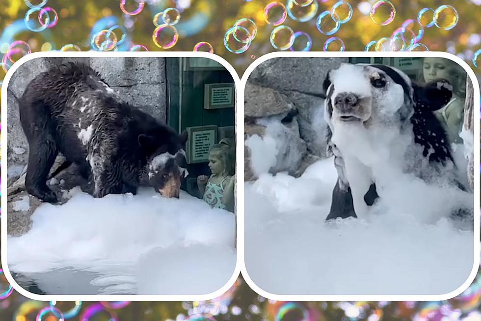 Zoo’s Playful Bears Prefer Relaxing Bubble Baths Over Regular Swims: WATCH