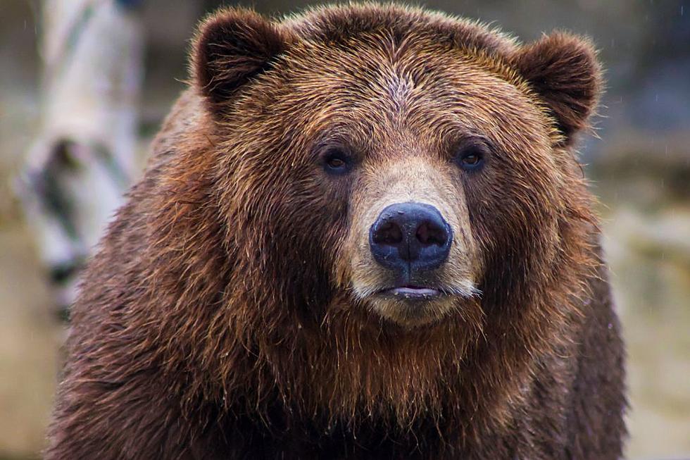 Couple Mauled by Grizzly Bear Sent Distressing Text to Family Before Attack