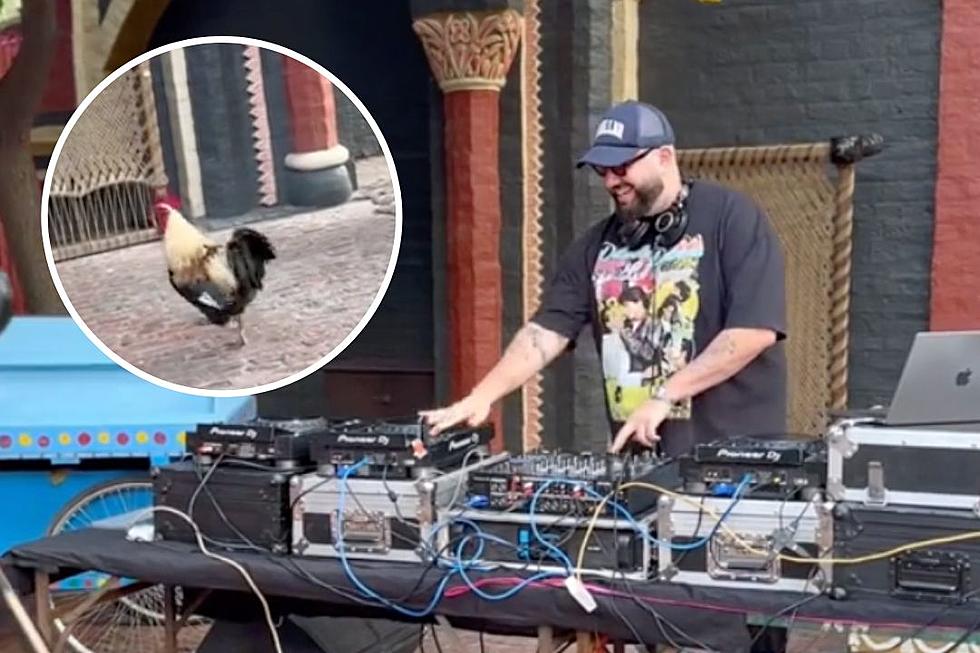 Rooster Thinks DJ’s Turntable ‘Scratches’ Are Chicken Noises in Adorable Viral Video: WATCH