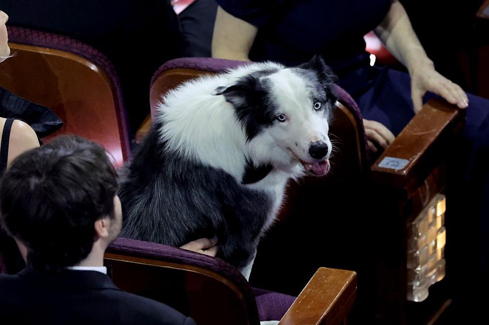 Meet Messi, the ‘Anatomy of a Fall’ Dog That Stole the Show at the 2024 Oscars