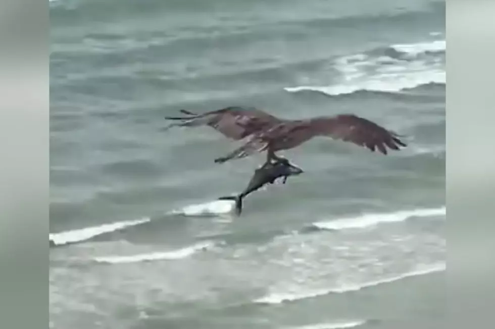 Is That a Shark Clutched in an Eagle's Talons? Watch Here!