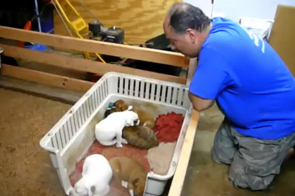Dog Whisperer Has the Cutest Method of Getting Puppies to Sleep